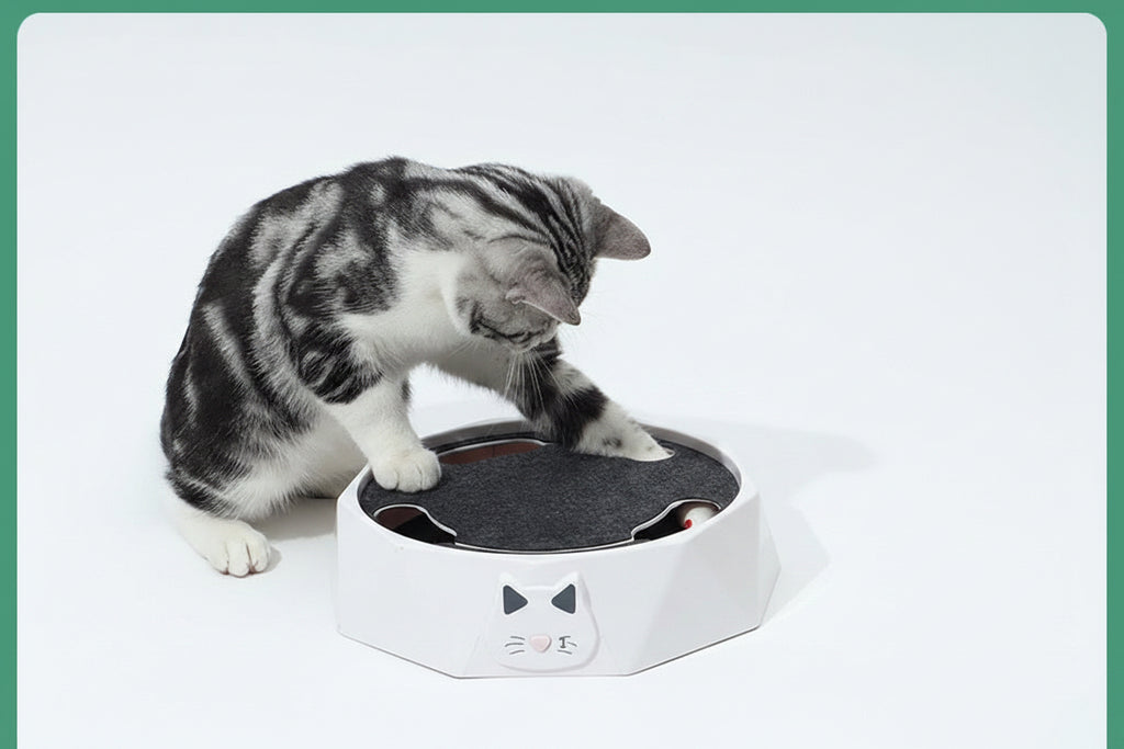 Cat playing with a small round pet toy on a white background